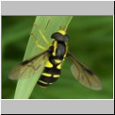 Xanthogramma pedissequum - Spaete Gelbrandschwebfliege m04.jpg